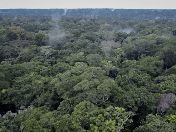 Kunnen de regenwouden nog worden gered?