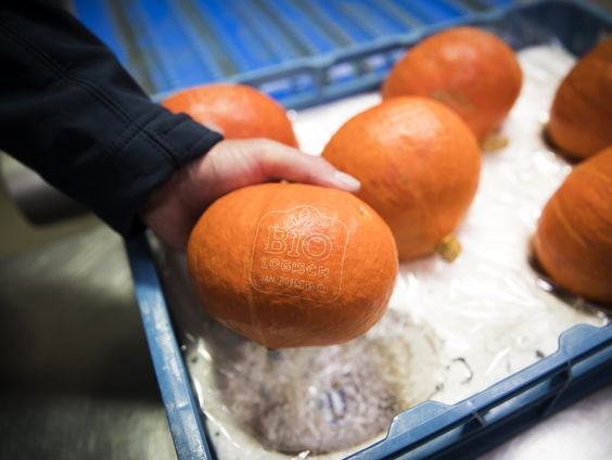 Uitzonderlijk goed jaar voor pompoenen