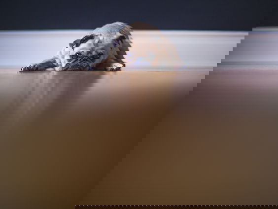 Hondenyoga is de nieuwe trend onder de randstedelijke hondenbezitter