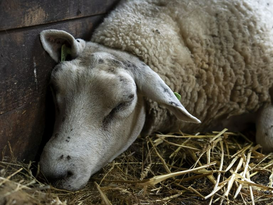 Het blauwtongvirus verspreidt zich in rap tempo door Nederland