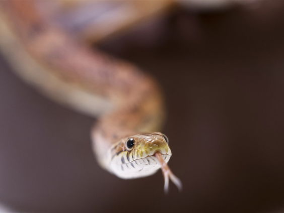 Uitgelicht: Verenigd Koninkrijk