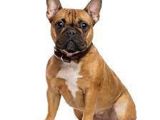 Campagne moet eind maken aan verkoop en fok Franse bulldogs