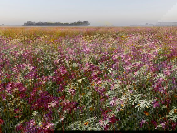 De veerkracht van de natuur in: 'Hooiland'