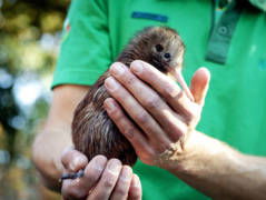 Kiwi-vogel geboren in Avifauna, bijzondere gebeurtenis