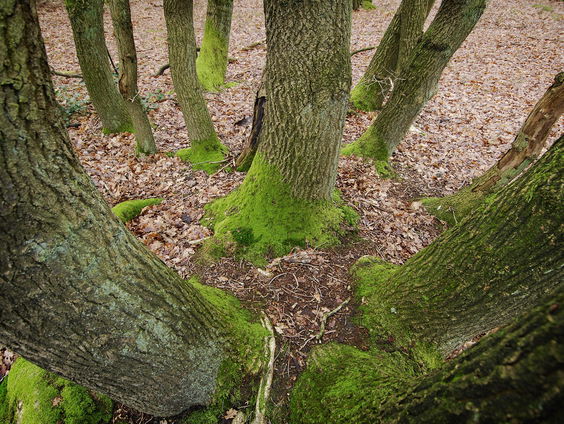 Oudste Eik van Nederland blijkt ouder dan gedacht