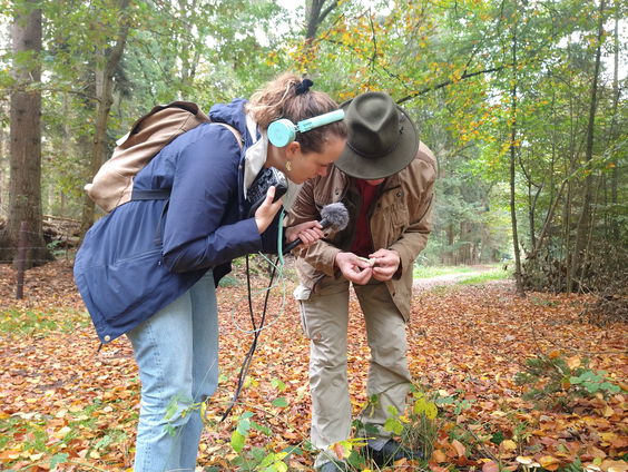 Wildplukken ook een enorme rage in Baarn