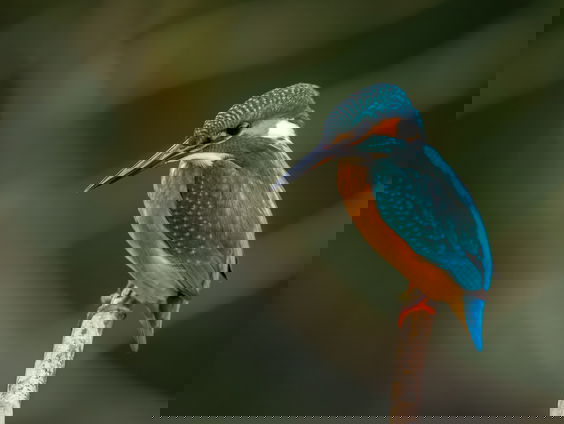 IJsvogels in de achtertuin