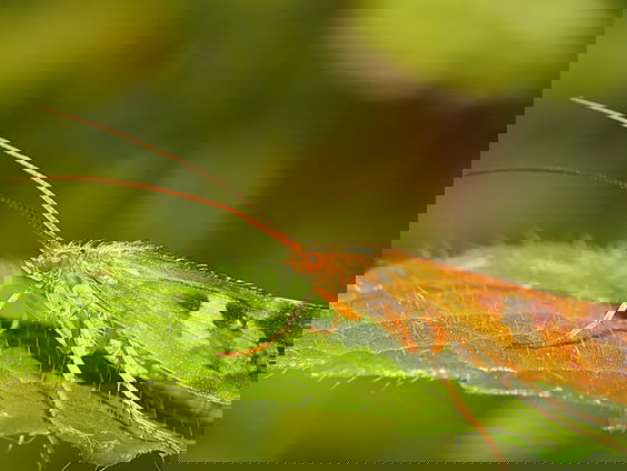 Op zoek naar de schietmot – en de kokerjuffer