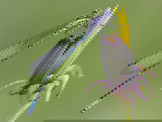 Zo herken je de libel