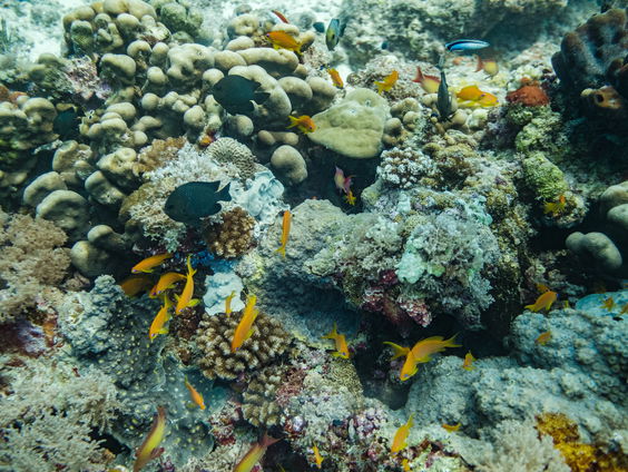 Bijna uitgestorven koraalsoort plant zich voort in aquarium