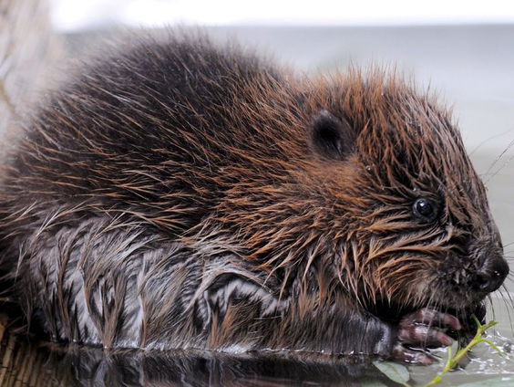 Het gaat te goed met de bever