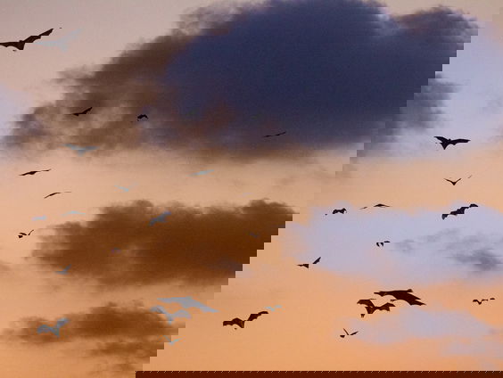 Vleermuizengrot gebouwd in Leeuwarden