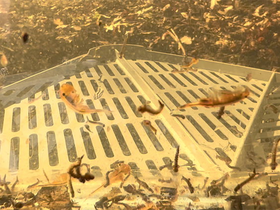 Onverwoestbare kieuwpootkreeften