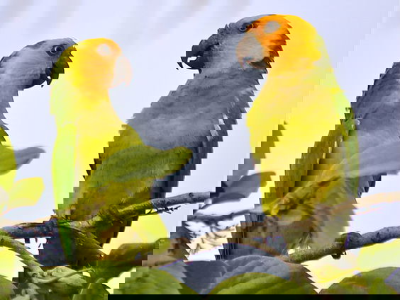 Geelvleugelamazone na bijna 80 jaar terug op Aruba