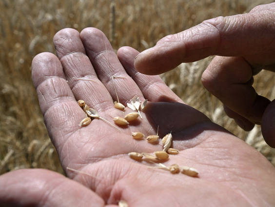 Rapport Oxfam Novib: Wereldwijd voedselsysteem leidt tot voedselcrisis