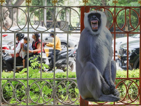 India zet apenimitators in tegen overlast resusapen