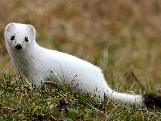 Minder witte hermelijnen door zachtere winters