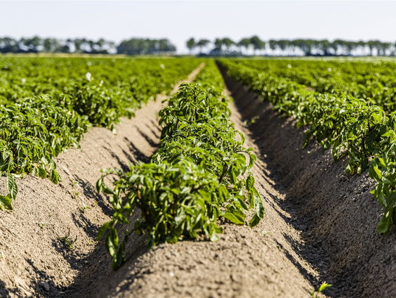 Dilemma voor boeren: Onrijpe aardappelen moeten geteeld worden