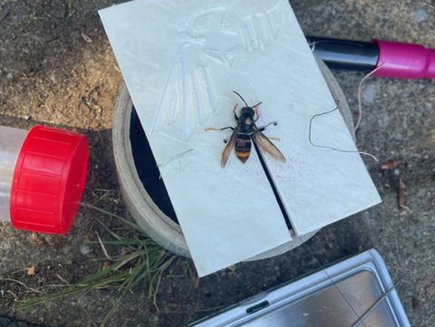 Zenderen van Aziatische hoornaars