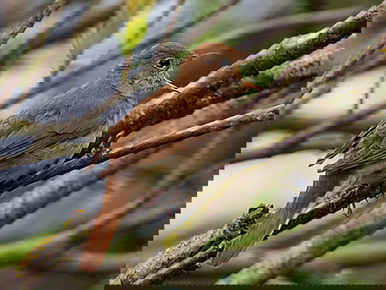 Nationaal Vogelconcert 2023