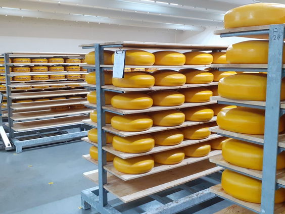 De Tynjetaler. De trots van kaasboerderij de Gelder in Friesland