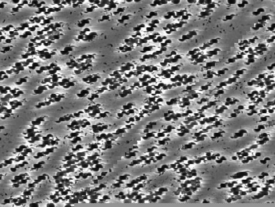 Bdello: de cheetah onder de bacteriën