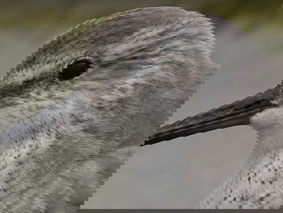 BirdEyes: de wereld door de ogen van vogels