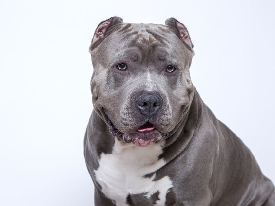 Britten willen verbod op Bully XL-honden na dodelijke aanvallen