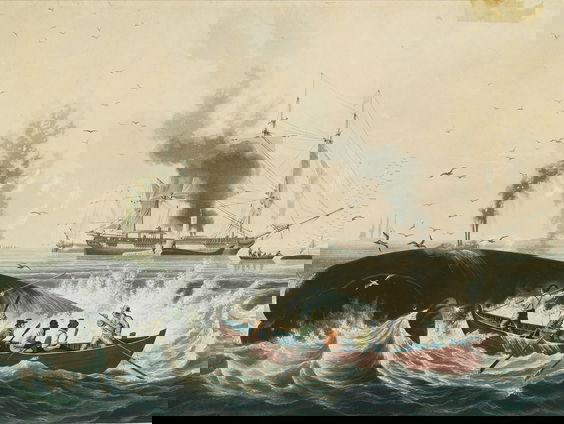 De bloederige geschiedenis van de walvisjacht