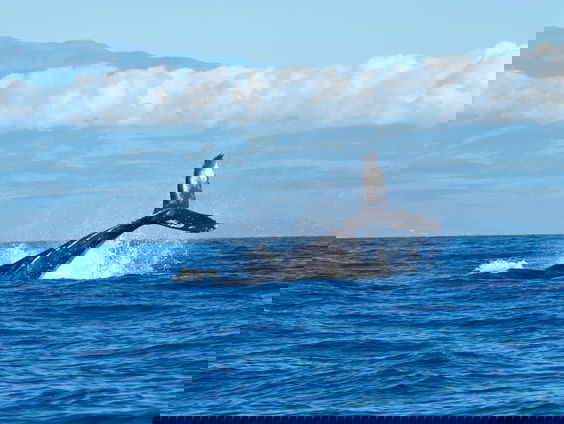 Zwaarste dier ooit gevonden in Peru