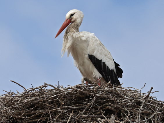 Is de opmars van de ooievaar nog te stuiten?