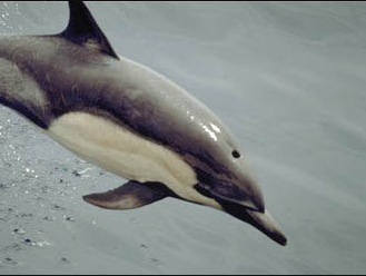 Frankrijk stelt een visverbod in om de dolfijn te beschermen