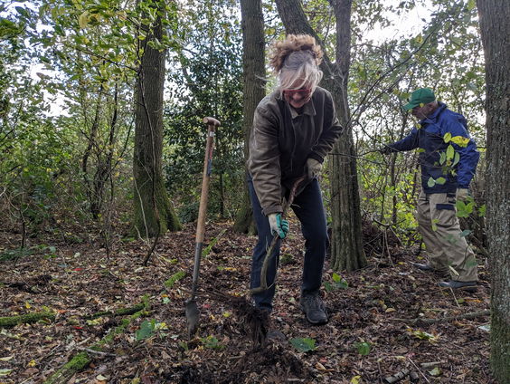 Waarom is dit bosje uniek?