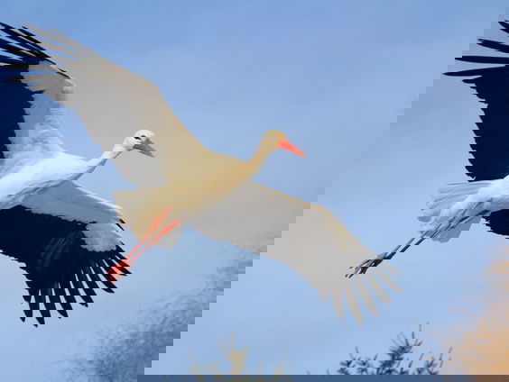 Moeten we ons zorgen maken over de ooievaar?