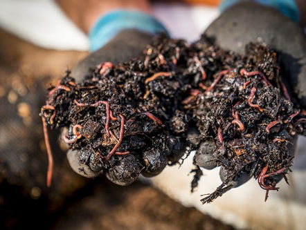 Wormen zijn vee in Amersfoort