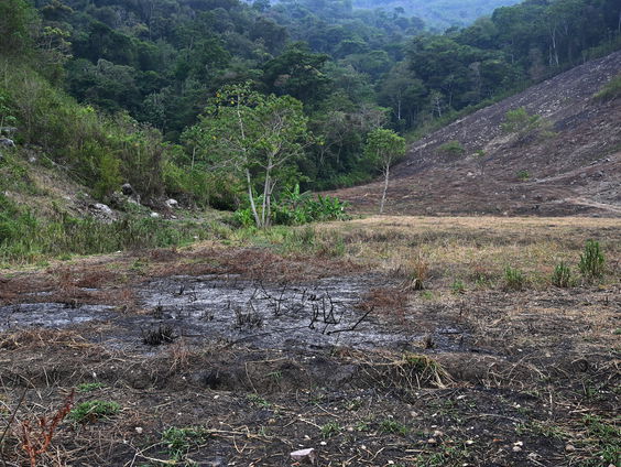Nieuwe EU-wet moet ontbossing tegengaan