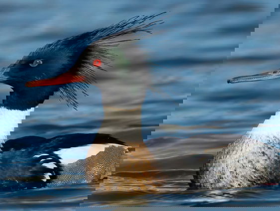 Portretten van wintereenden: onze polderparadijsvogels