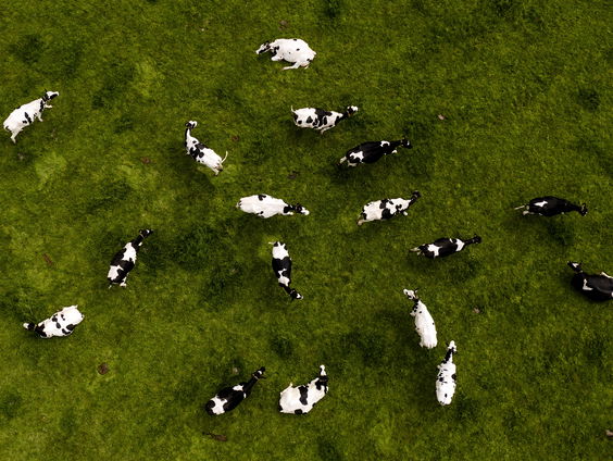 Onderhandelingen tussen het kabinet en agrarische organisaties over landbouwakkoord lopen stroef