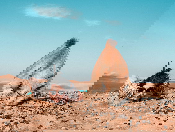 Parallellen tussen ruziënde dieren en mensen