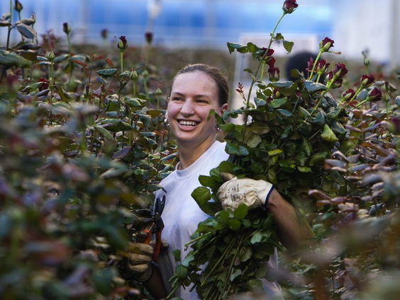 Arbeidsmigratie wordt in Brussel geregeld, Den Haag komt er nauwelijks aan te pas