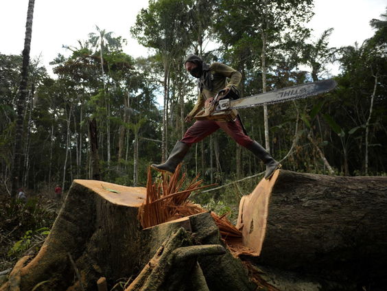 'Nederland speelt grote rol in wereldwijd natuurverlies'