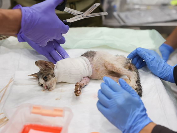 Waarom is de dierenarts zo duur?