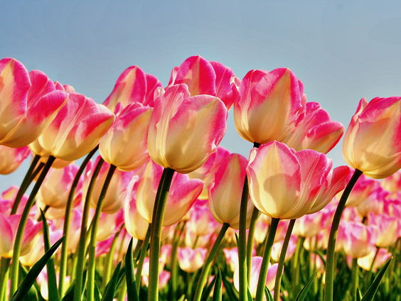 Bestrijdingsmiddelen bij bloementeelt: 'Er ligt een deken van gif over Nederland'