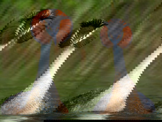 De vogel van de eeuw is de Pūteketeke vogel