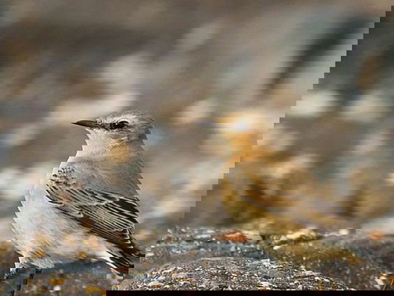 Fenolijn 11 september 2022