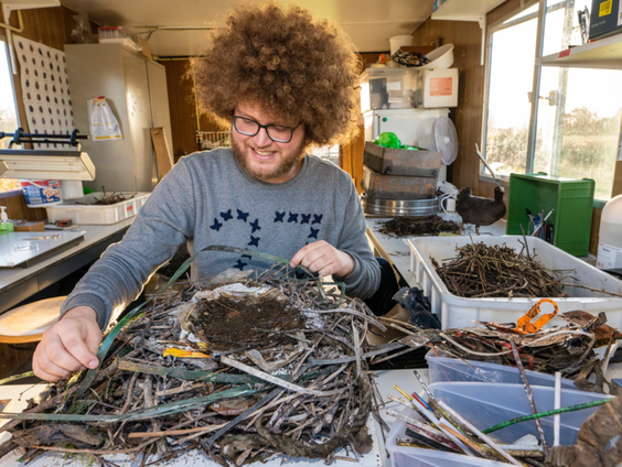 Onderzoek naar meerkoeten