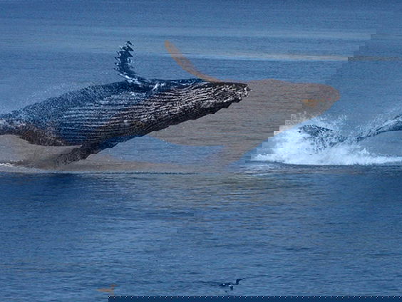 Meer CO2 in de lucht zorgt voor meer lawaai onder water