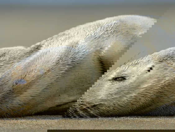 Zeehonden op het strand? Kom niet te dichtbij!