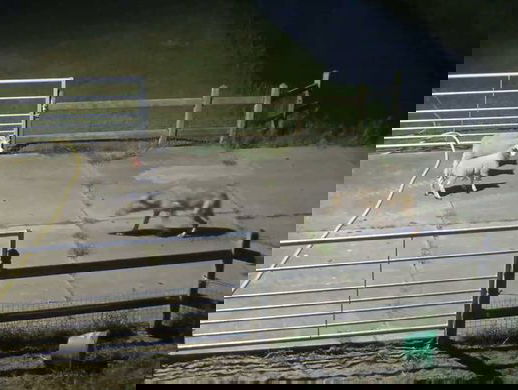 Nieuwe wolvensubsidie voor Gelderse veehouders is niet genoeg