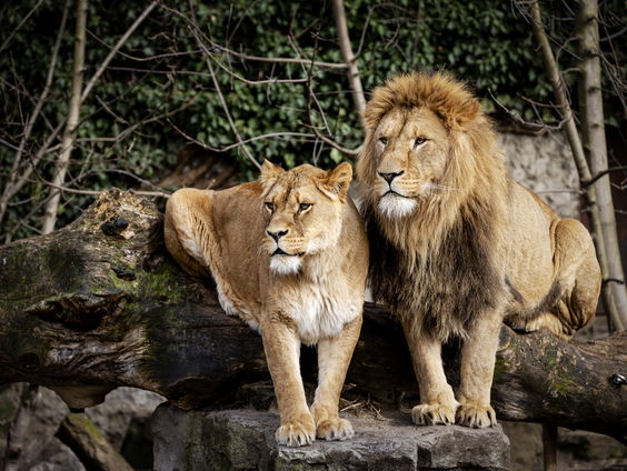 Een gloednieuw verblijf voor de leeuwen in Artis